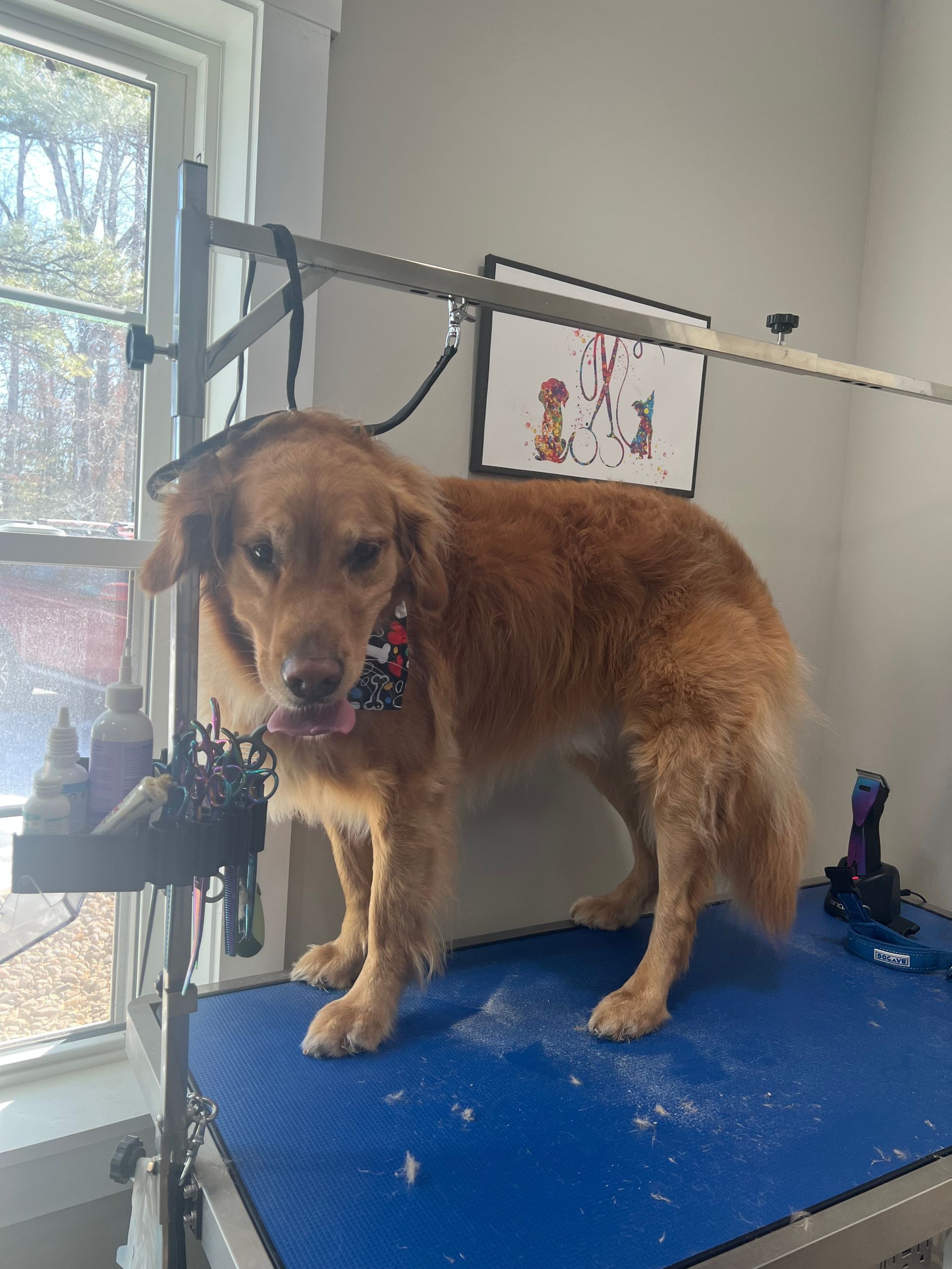 Golden retriever on grooming table with blue mat, in front of a window and tools.