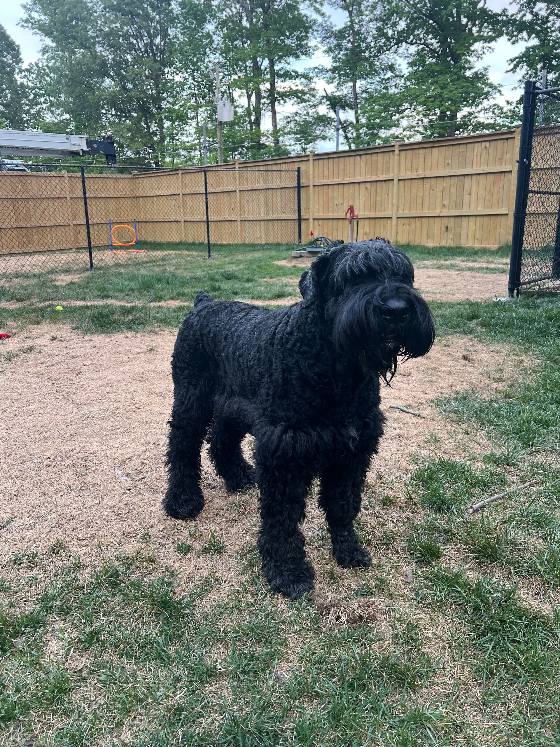 Black shaggy dog standing on grass in a fenced backyard, looking to the side.