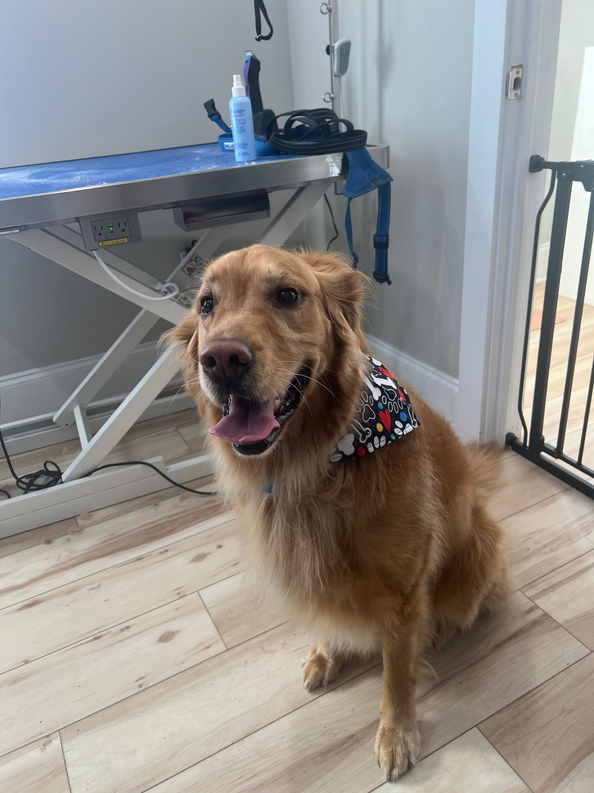 Golden Retriever dog wearing a bandana, sitting, smiling at a grooming table.