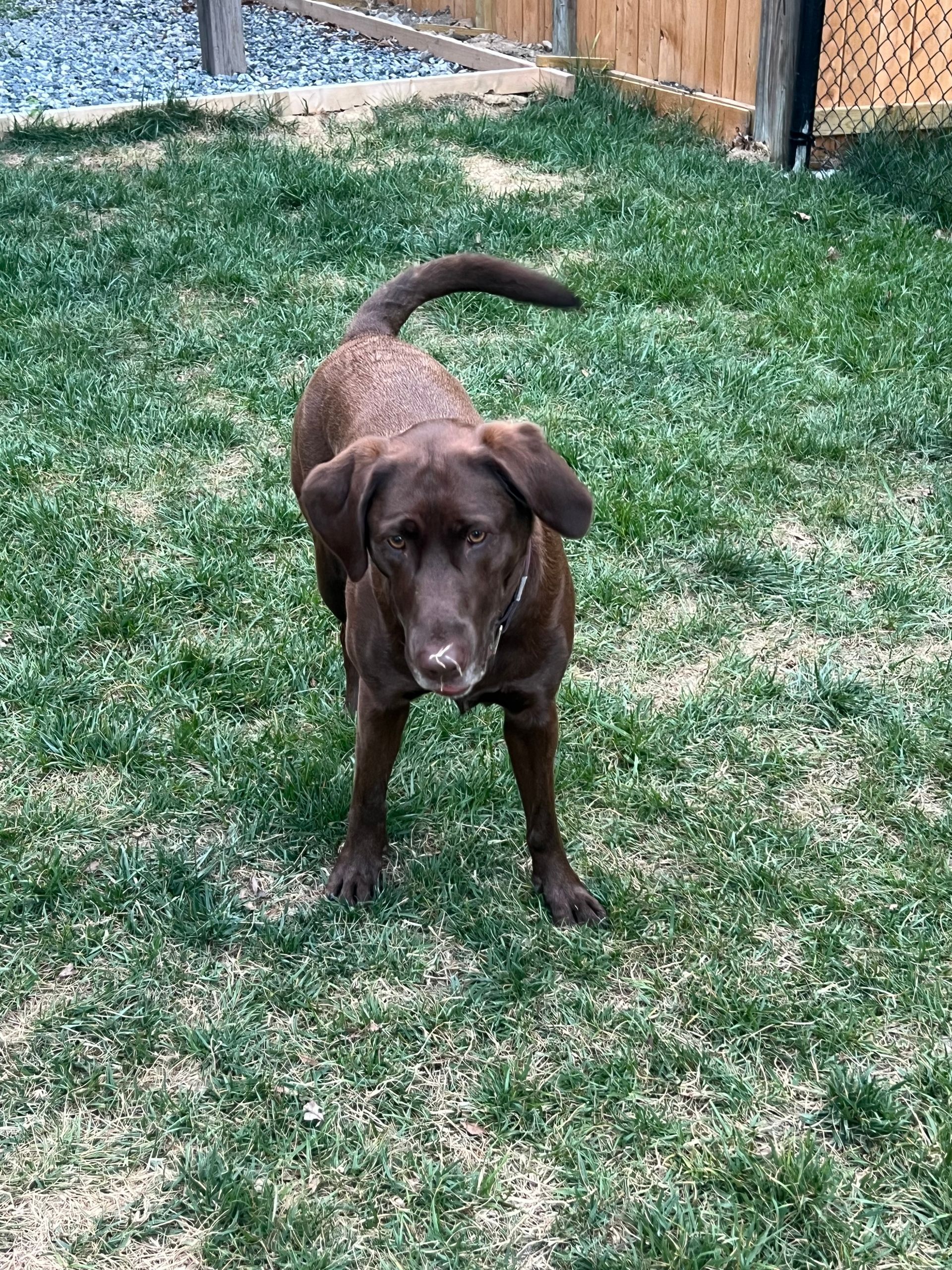 Brown dog standing on patchy grass in a yard, facing the camera with tail raised.