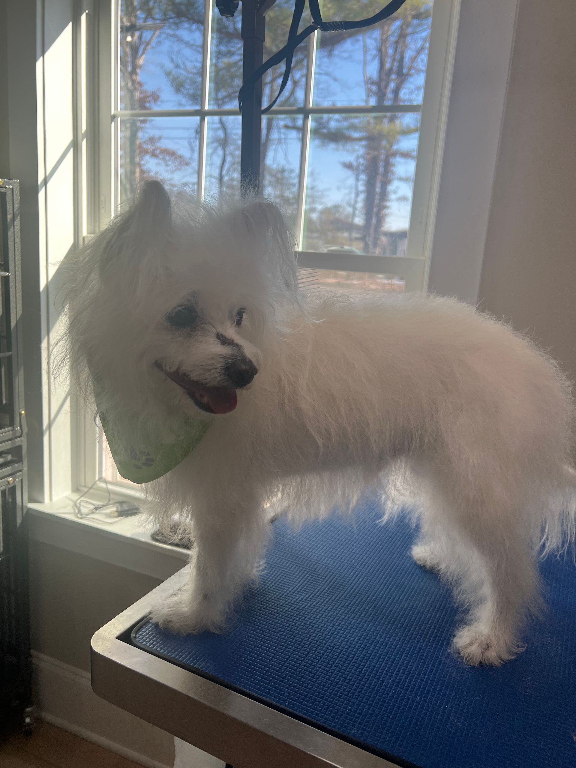 White Pomeranian dog with bandana on grooming table near window.