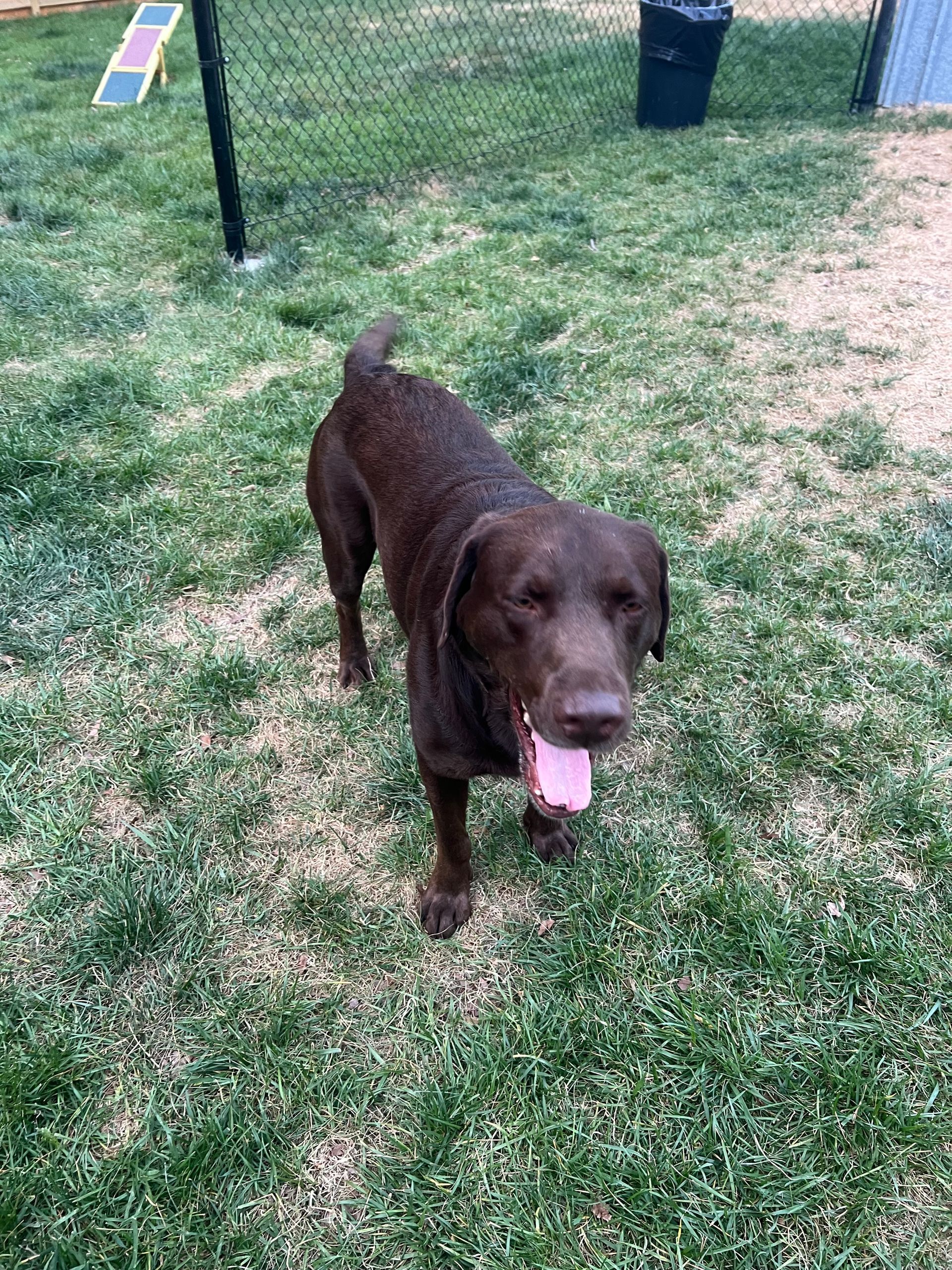 Brown dog standing on grass with tongue out in a yard