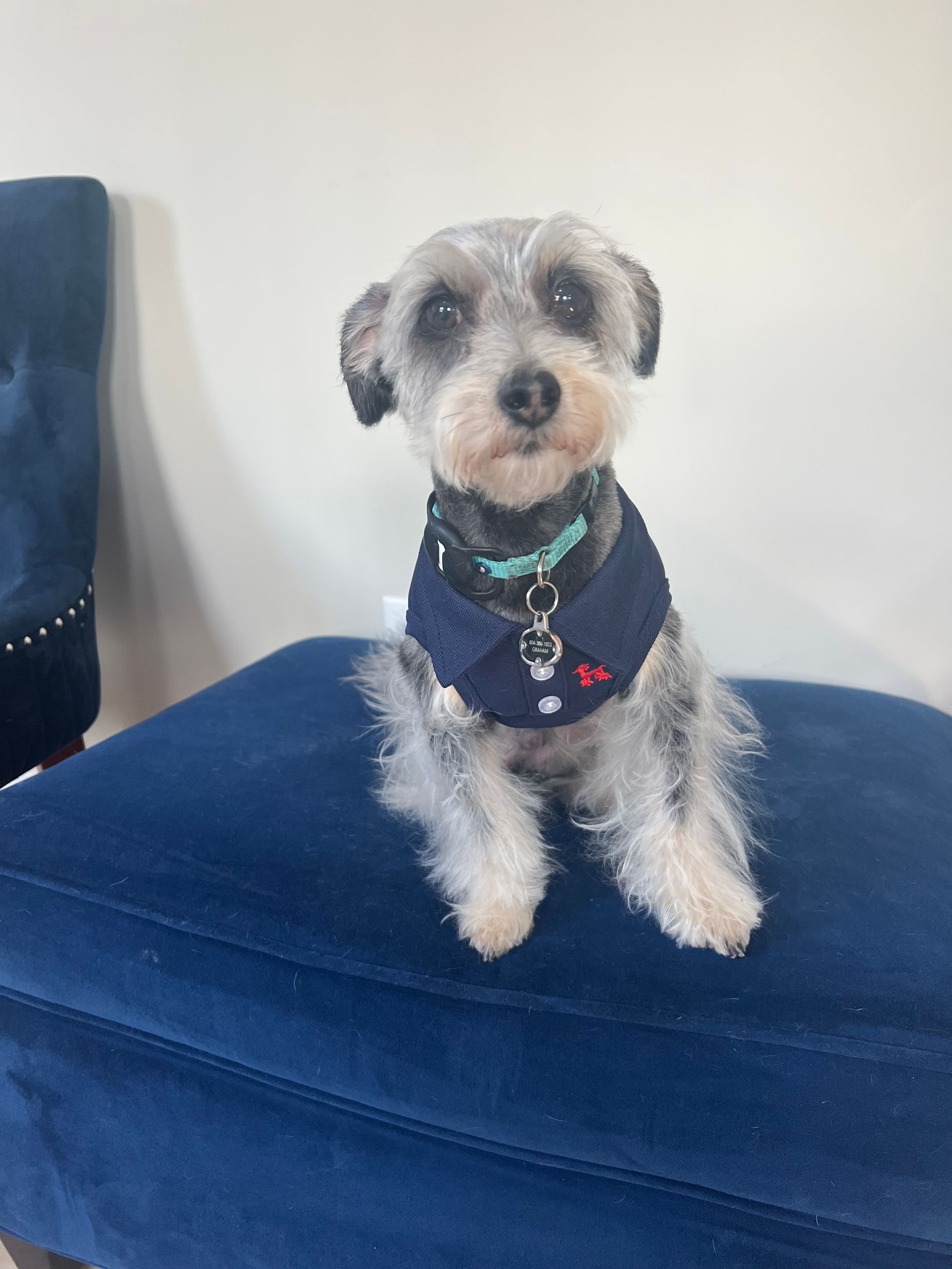 Small dog with gray fur in a navy blue vest sits on a blue ottoman.