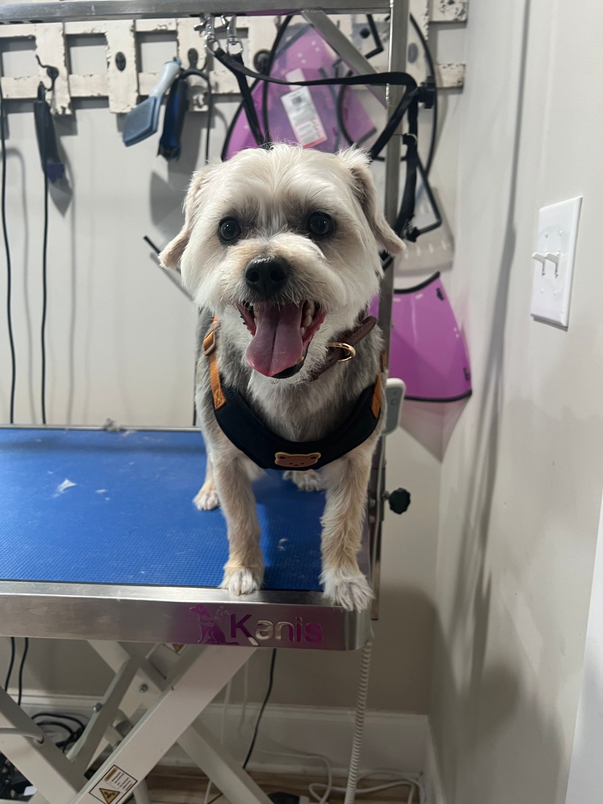 Small white dog on a grooming table, wearing a harness with mouth open in a happy pant.