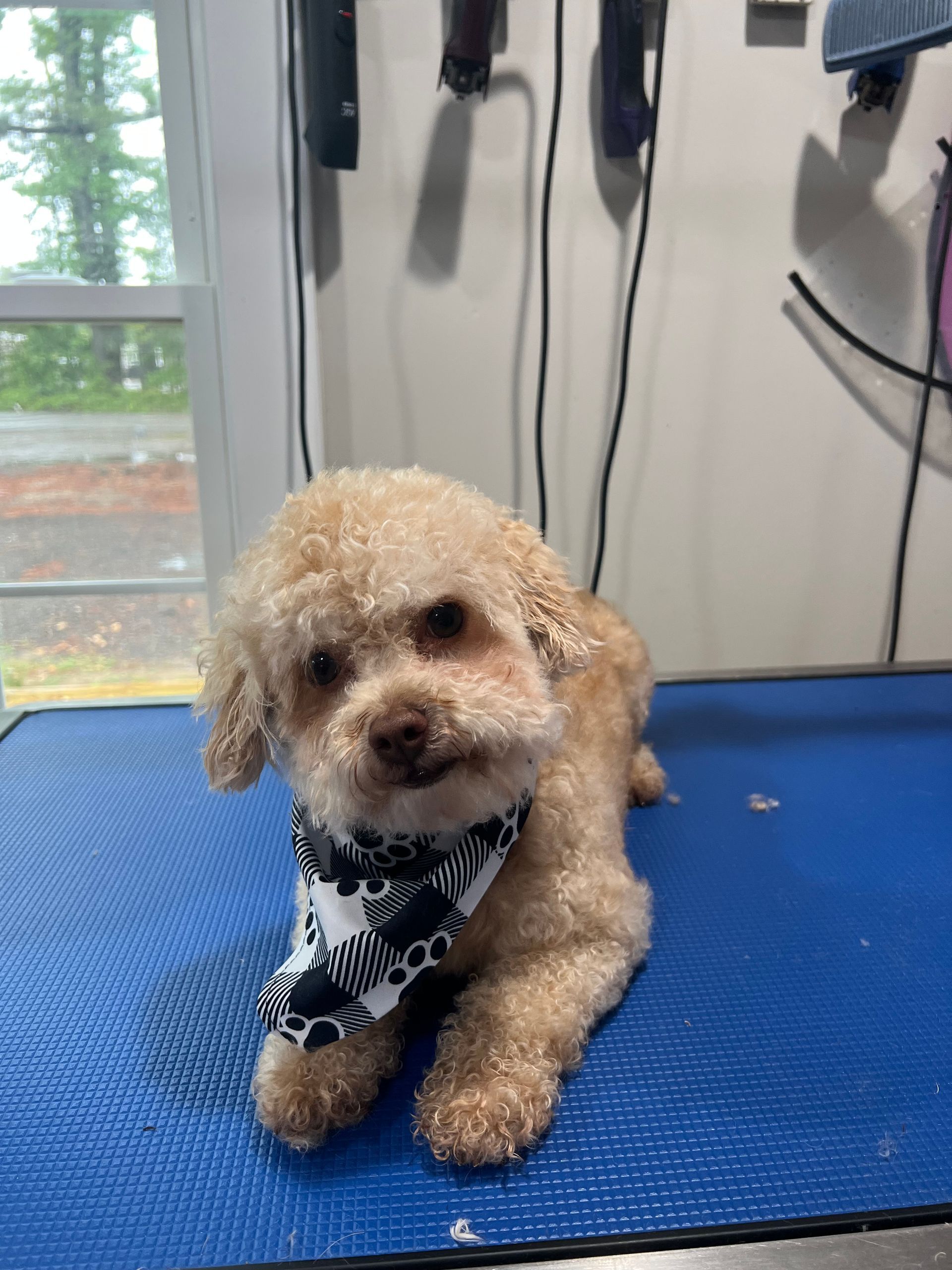 Small curly-haired tan dog wearing a black-and-white bandana on a blue grooming table