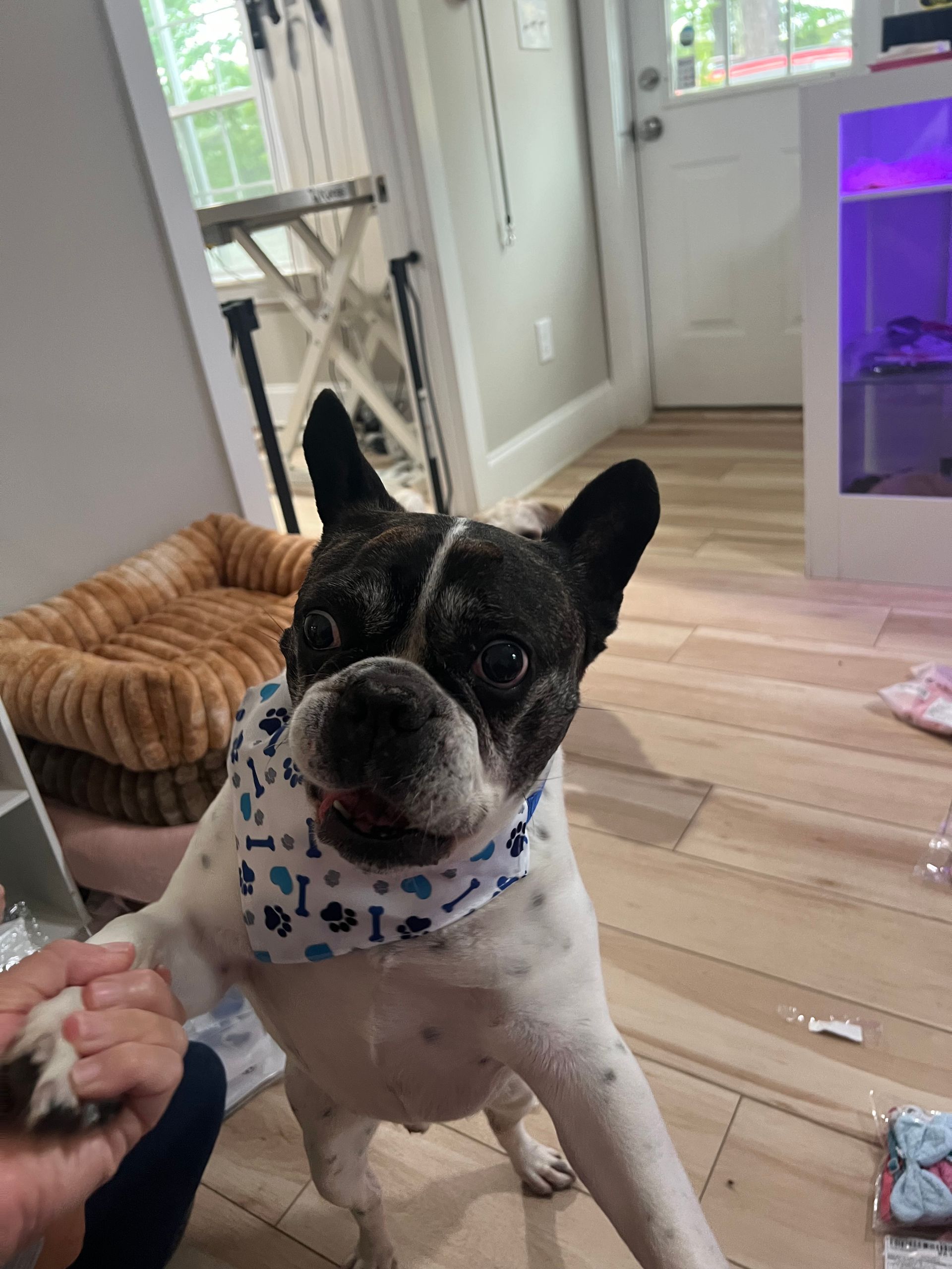 Black-and-white French bulldog in a bandana looking up indoors, with a person holding its paw