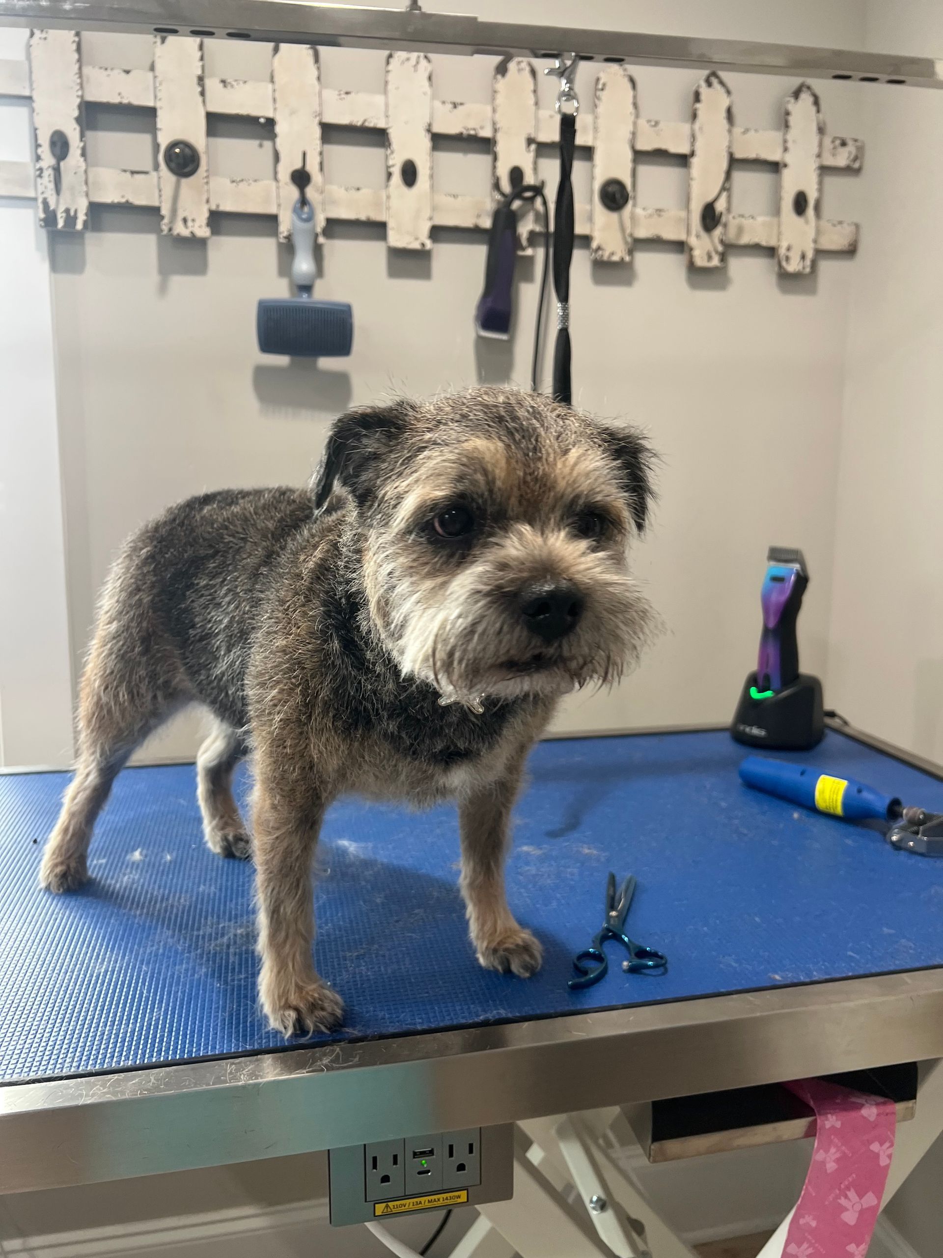 Dog grooming: A terrier stands on a blue table, looking at the viewer. Scissors and clippers nearby.