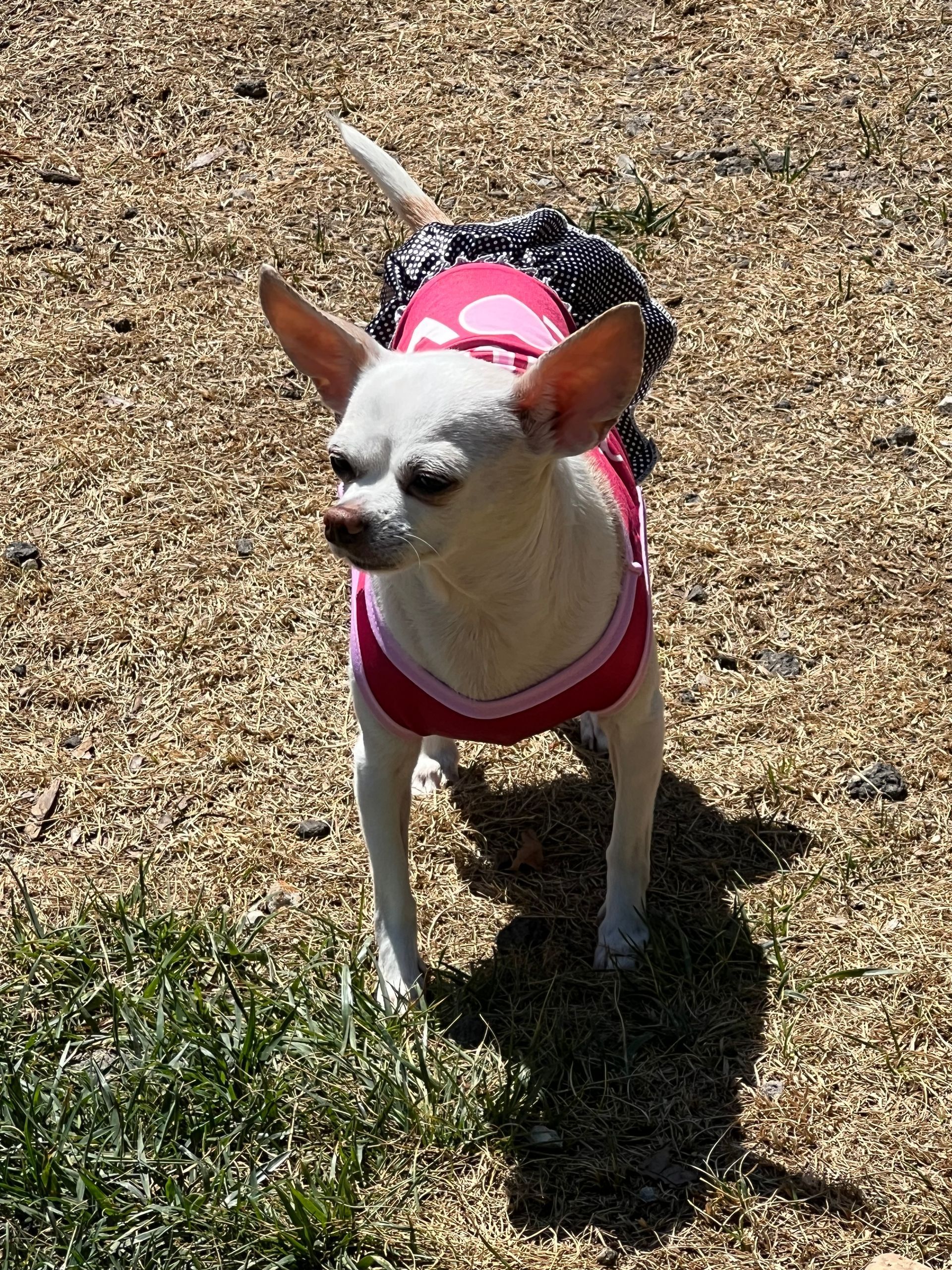 Small white dog in a pink shirt standing on gravel in the sun
