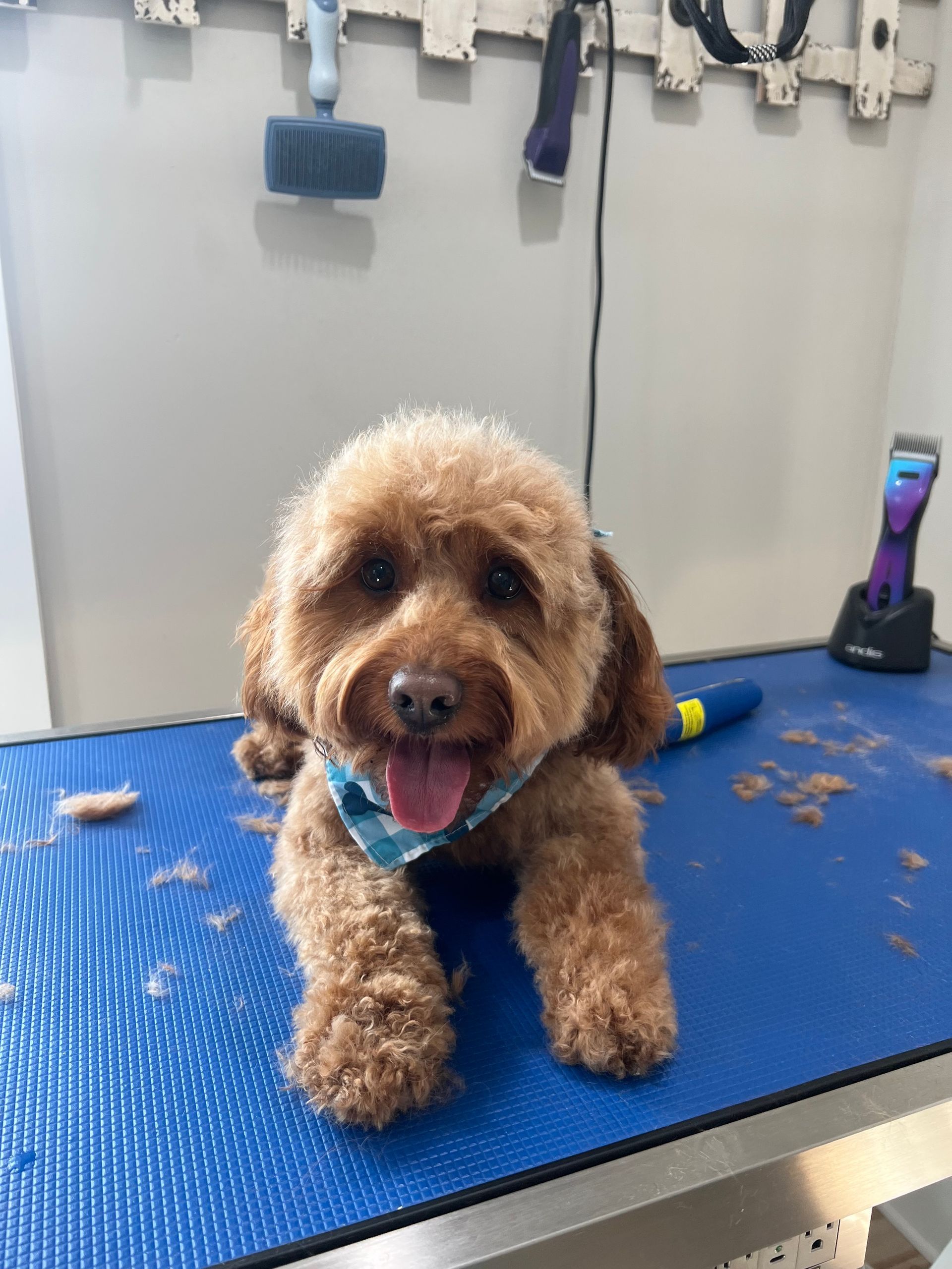 Brown poodle with a fresh groom smiles with tongue out, on a blue grooming table.