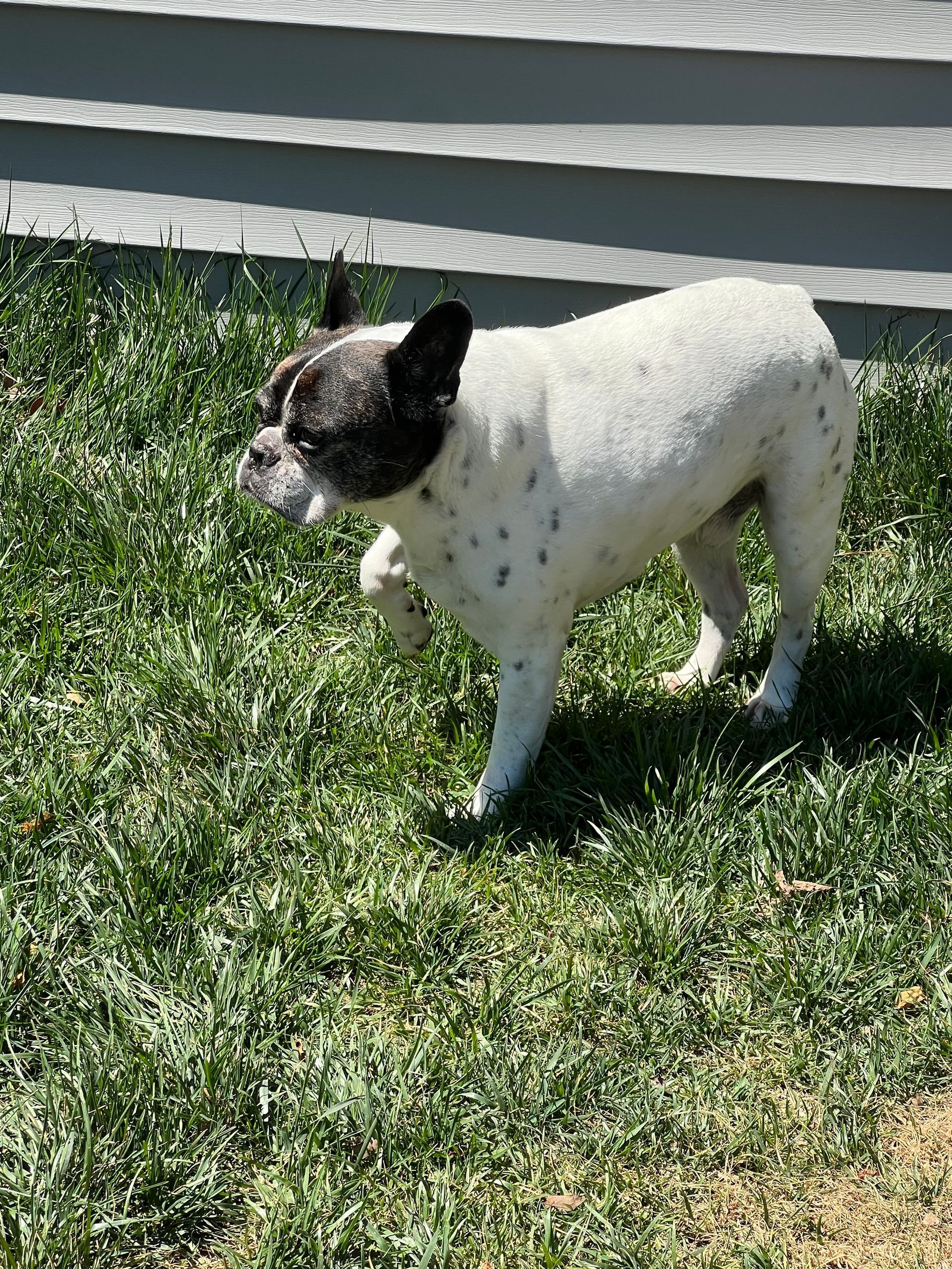 Small black-and-white dog standing on grass near a concrete path in bright sunlight