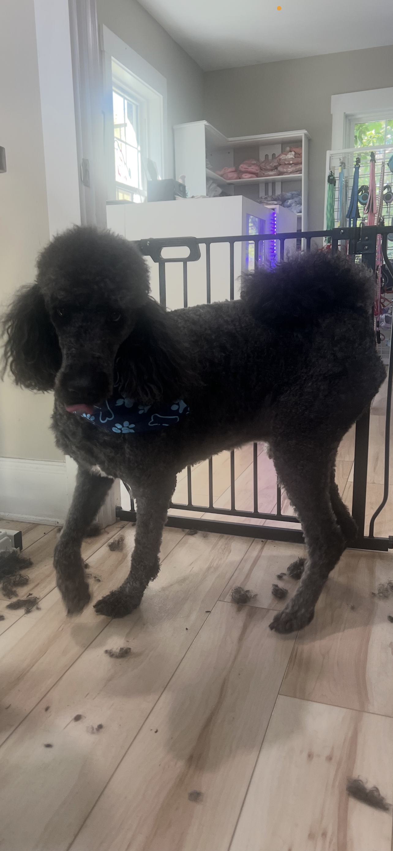 Black poodle standing indoors on a wooden floor near a railing, with windows and shelves in the background