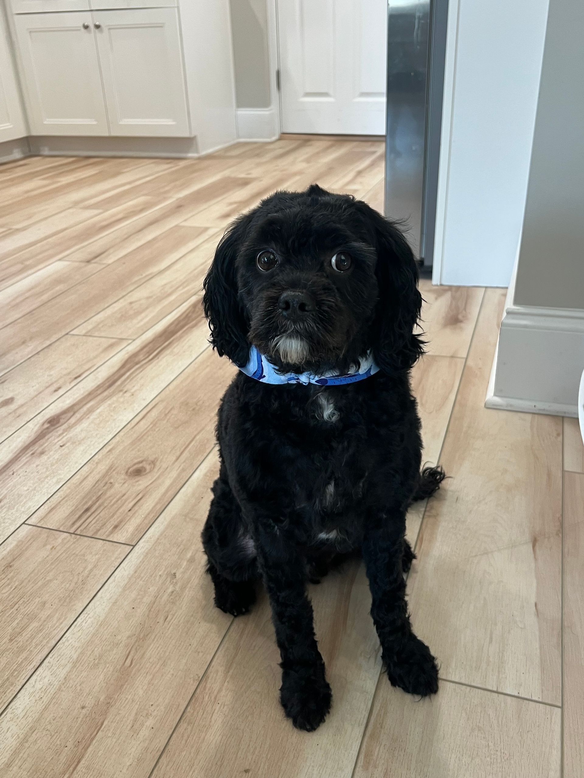 Black dog with curly fur wearing a blue collar, sitting on a wooden floor, looking directly at the camera.