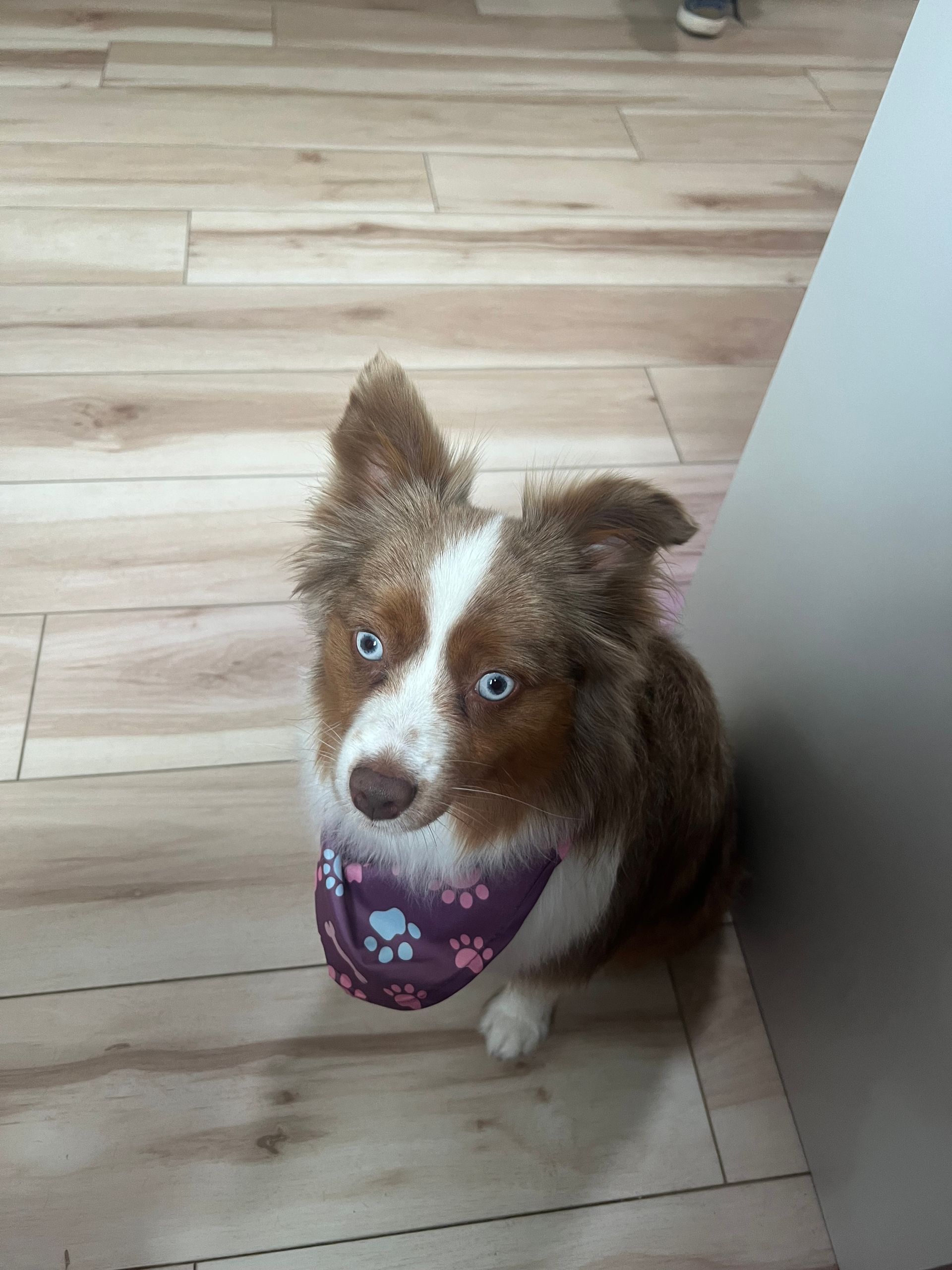 Brown-and-white dog with blue eyes wearing a purple bandana on a wooden floor