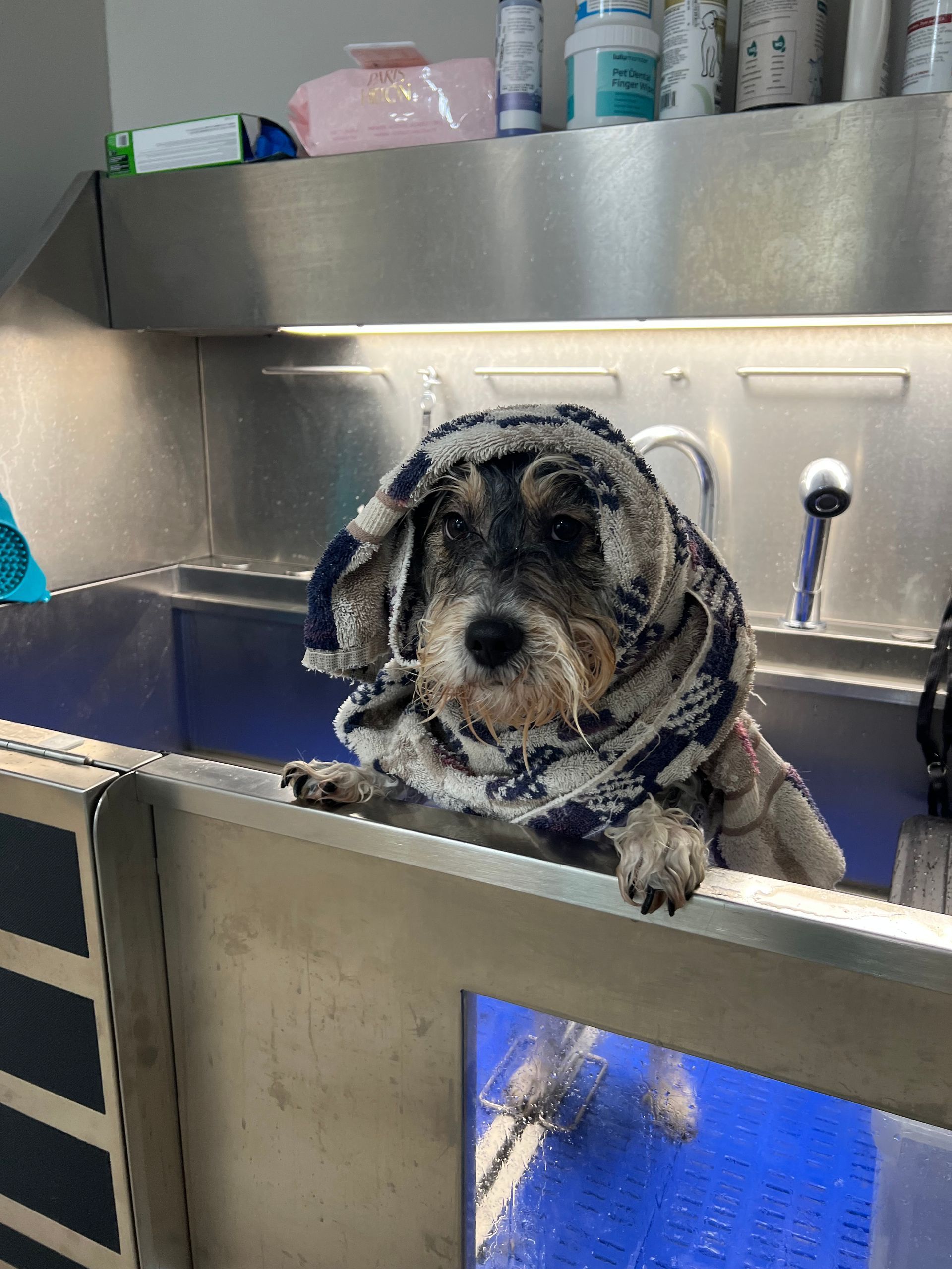 Dog wrapped in a towel in a washing station, looking at the camera.