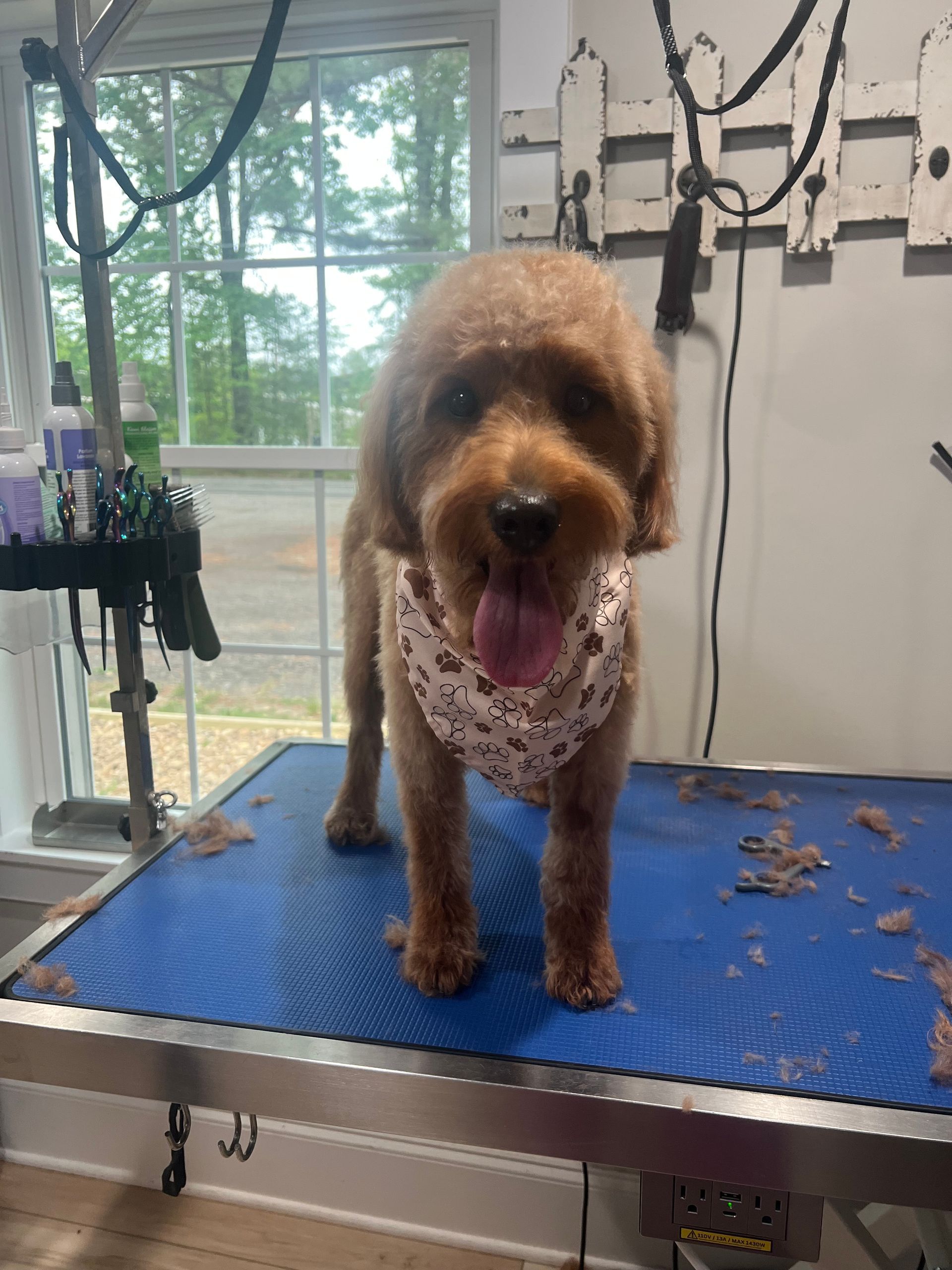 Brown dog standing on a blue grooming table with tongue out, in a bright grooming salon