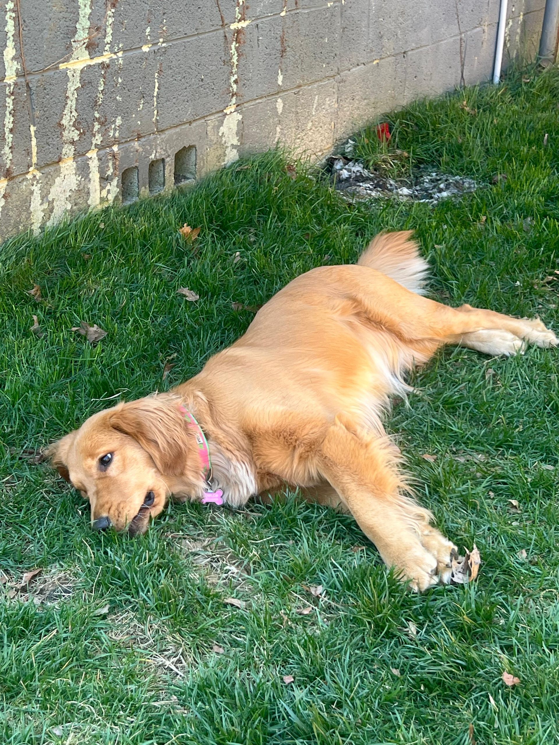 Golden retriever lying on green grass beside a concrete wall, relaxed and resting.