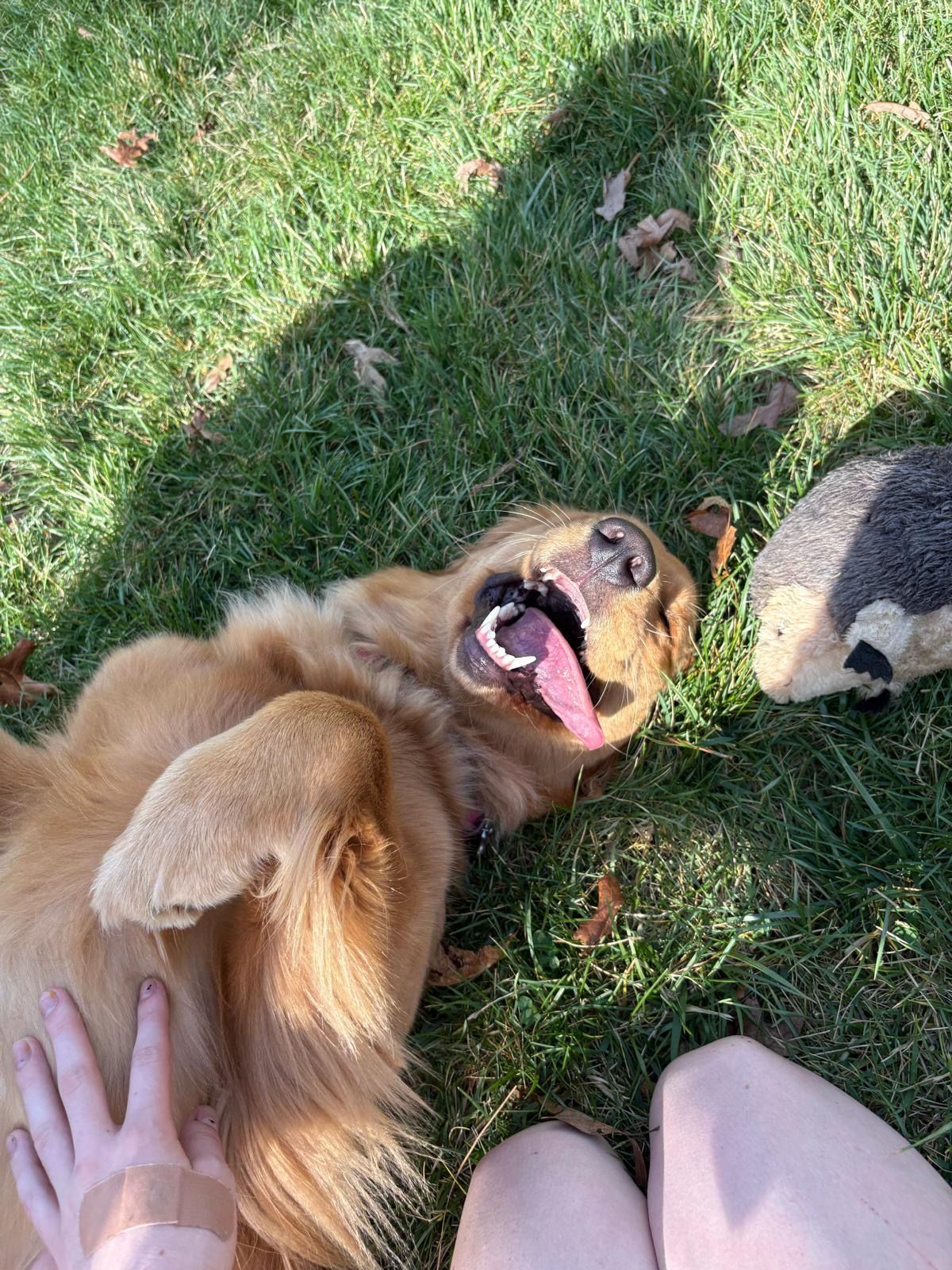 Golden retriever lying on grass, panting happily while a hand pets its belly.