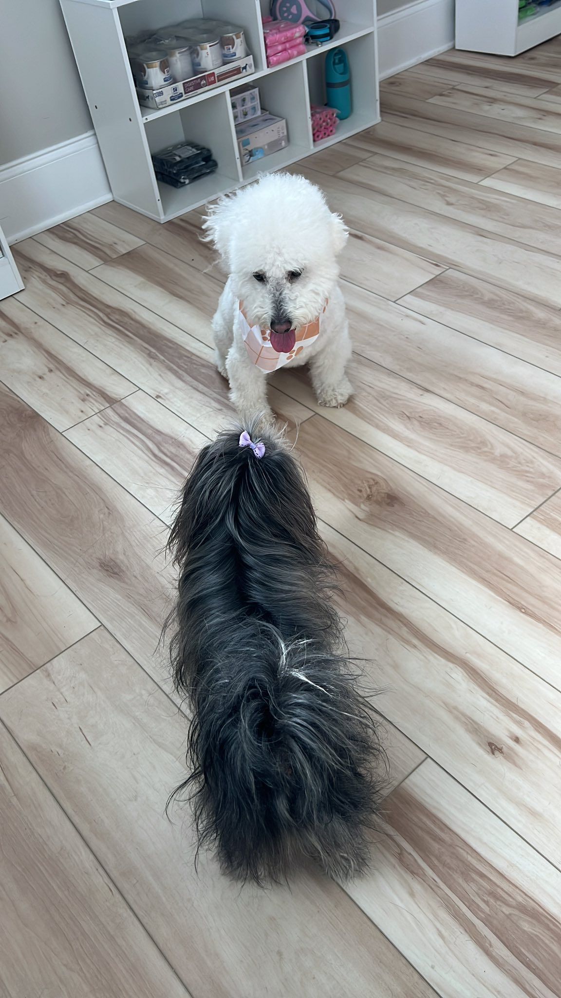 Two small dogs face off on a light wood floor near white shelving, one fluffy white, one dark gray.