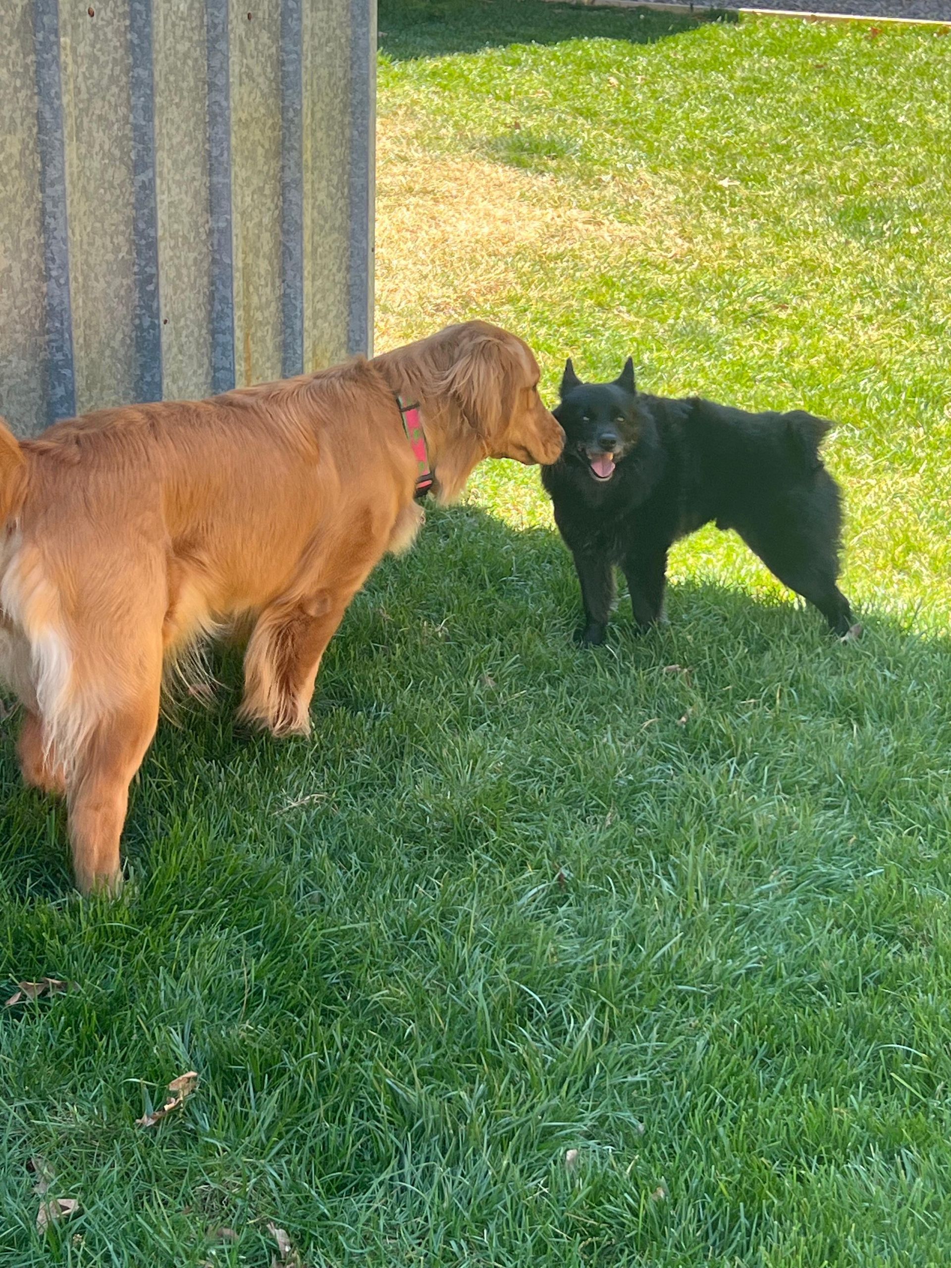 Golden dog and black cat touching noses on grass beside a corrugated wall.