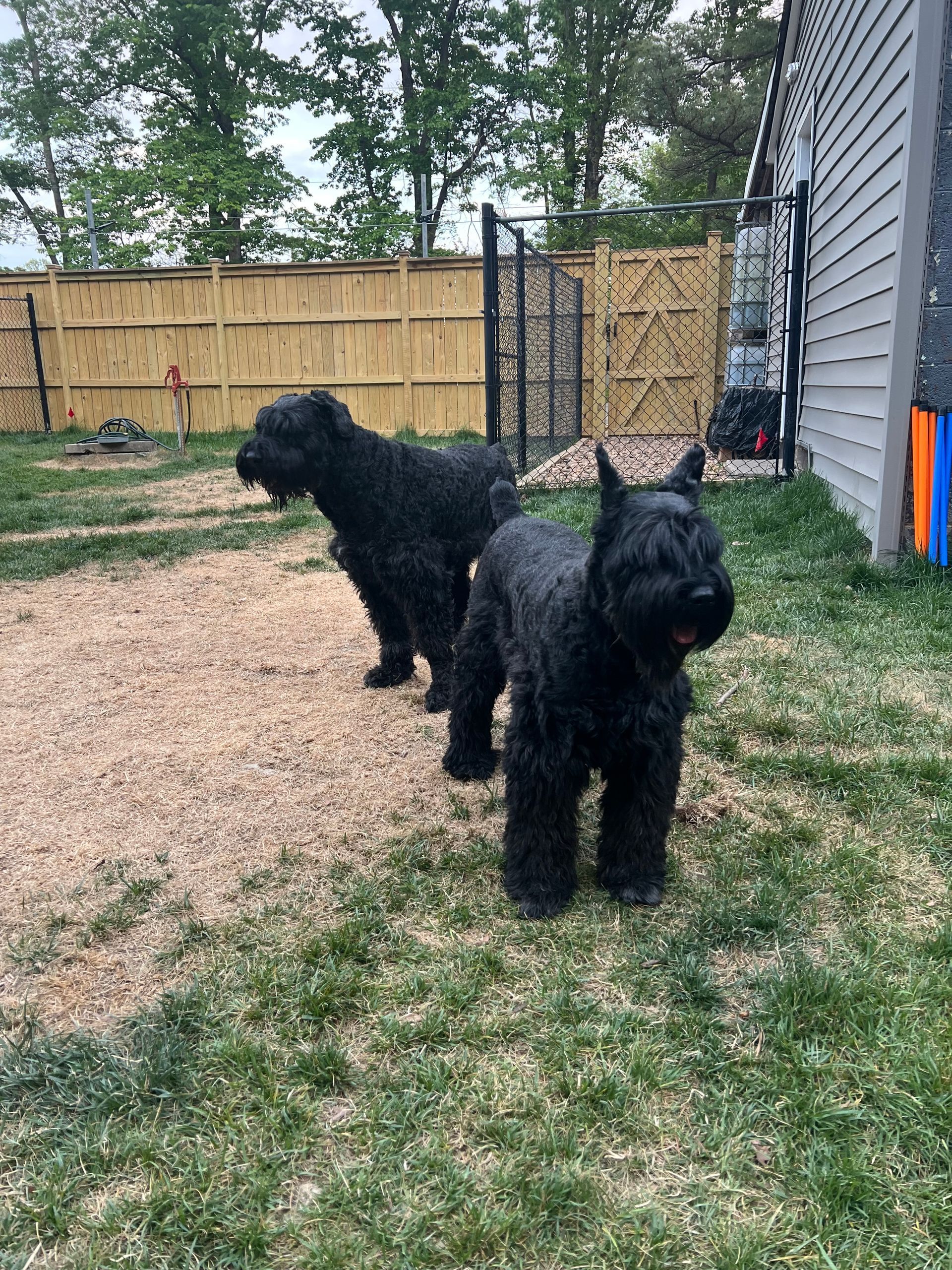 Two black dogs standing on a grassy backyard near a wooden fence and gray house.