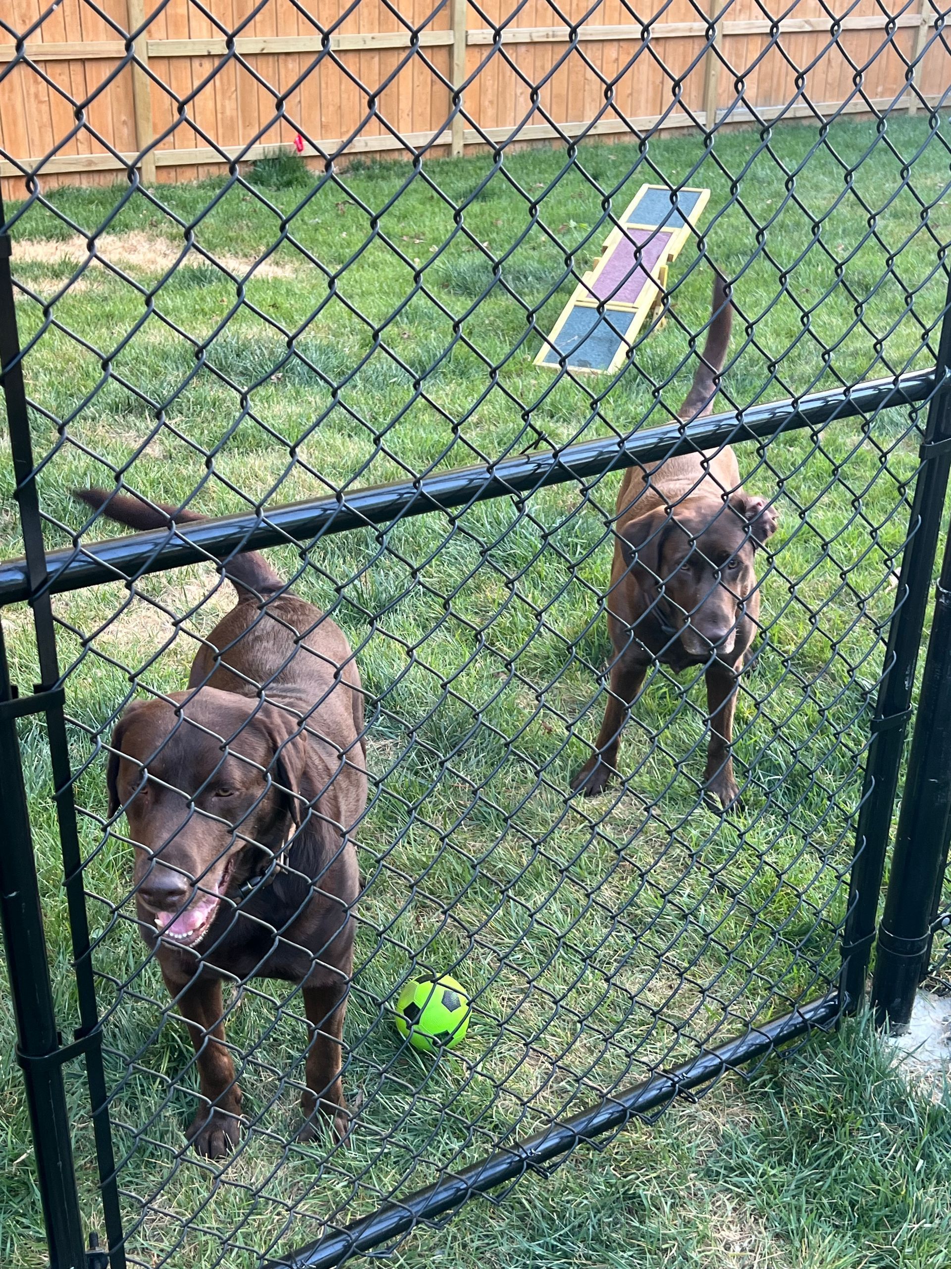 Two dogs behind a chain-link fence in a grassy yard, one near a green ball.