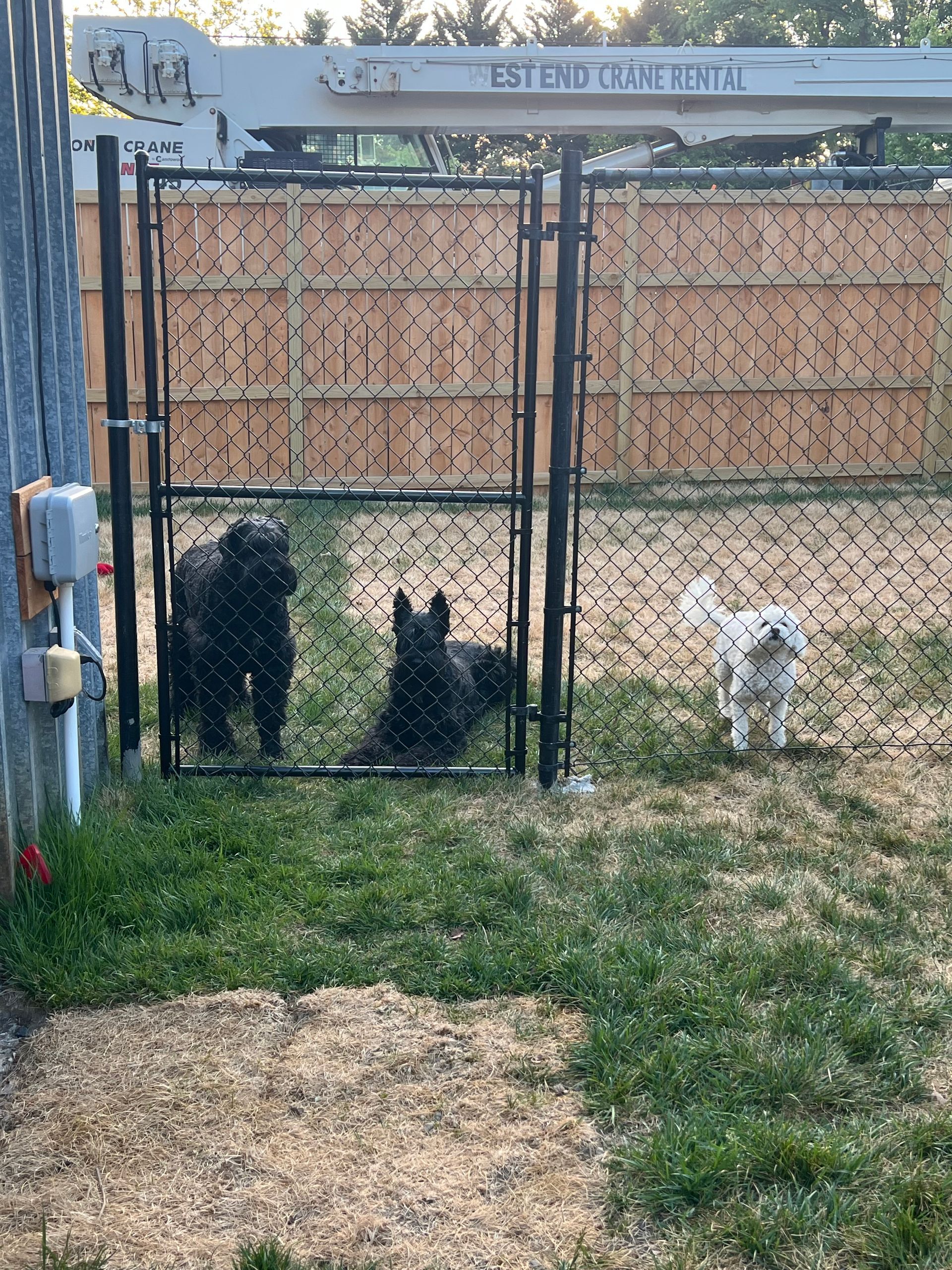 Two dogs behind a chain-link gate in a grassy backyard, one black and one white