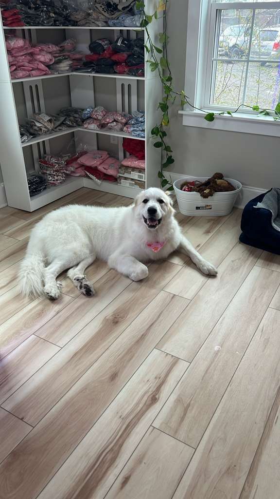 White fluffy dog lying on a wood floor in a bright room with plants and a window