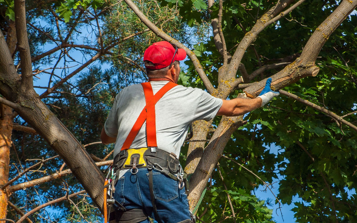 Beare Tree Service