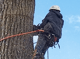 Professional tree services