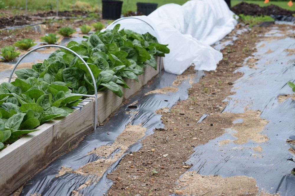 Garden trellis - garden fencing