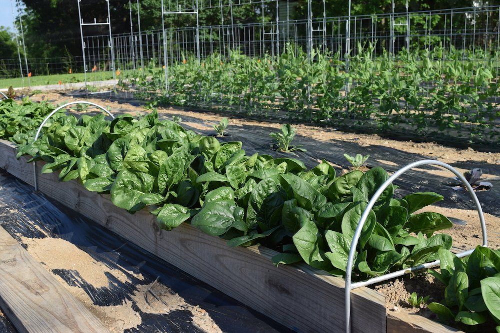 Garden trellis - garden fencing