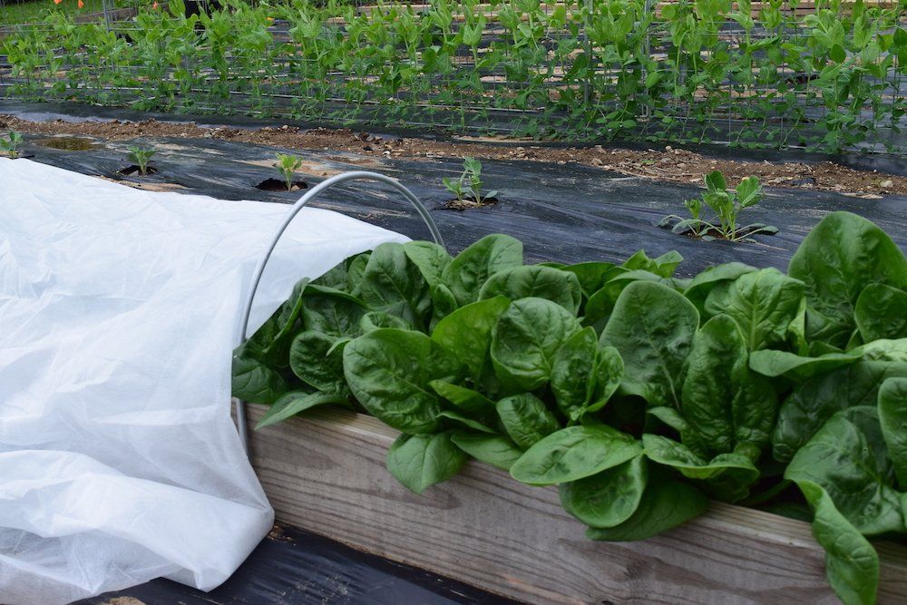 Garden trellis - garden fencing