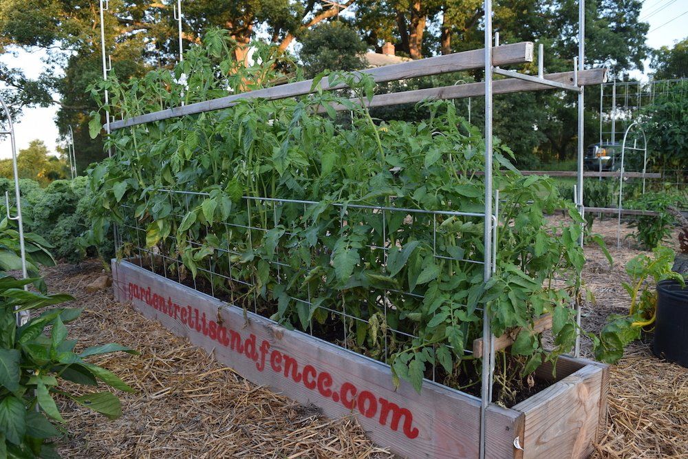 Garden trellis - garden fencing