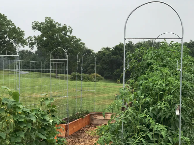 Garden trellis - garden fencing