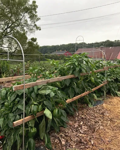 Garden trellis - garden fencing