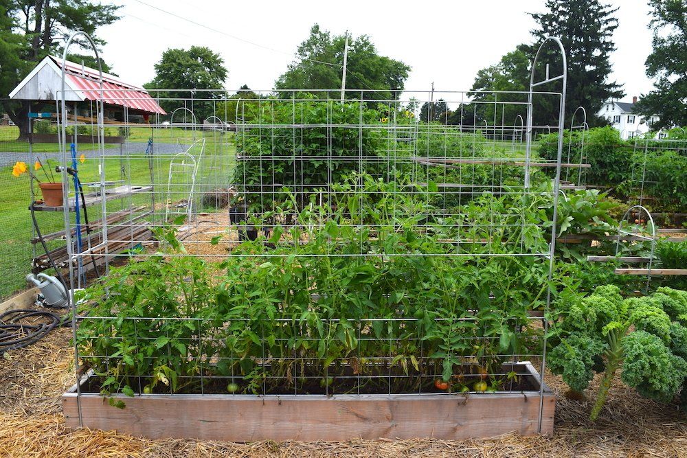 Garden trellis - garden fencing