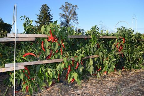 peppers