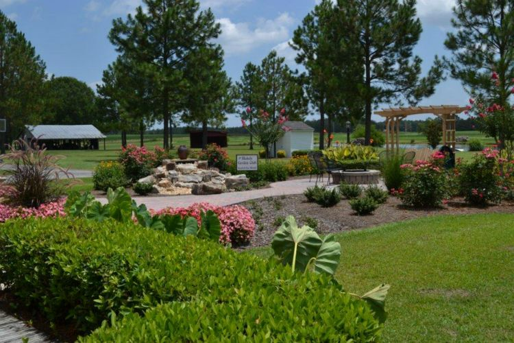 a lush green garden with trees and bushes and flowers