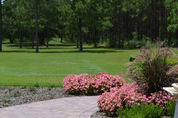 a lush green field with pink flowers in the foreground and trees in the background.
