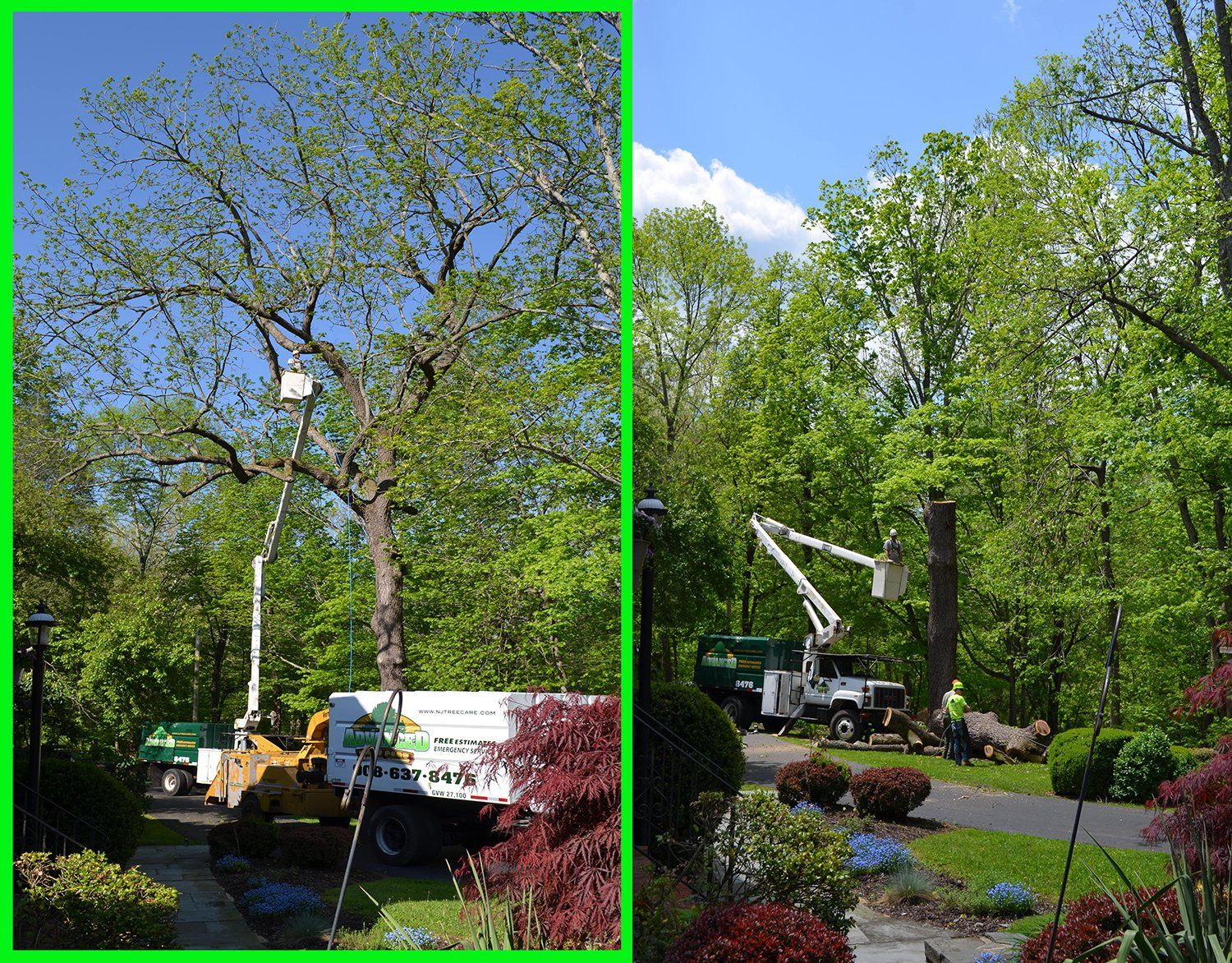 Advanced Tree Care Photo Gallery Great Meadows, NJ
