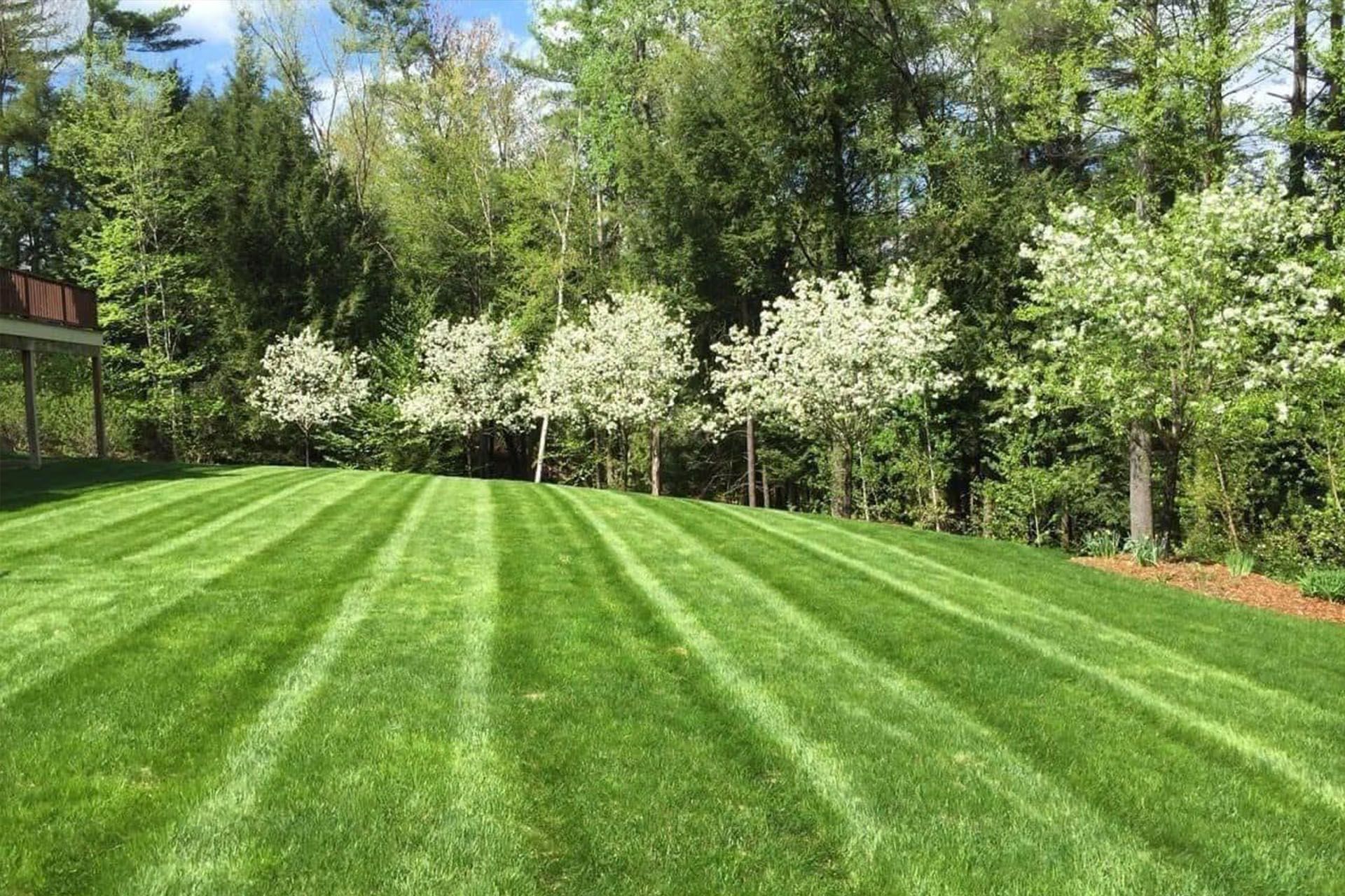 Green lawn with striped mowing pattern, trees with white blossoms, and forest background.