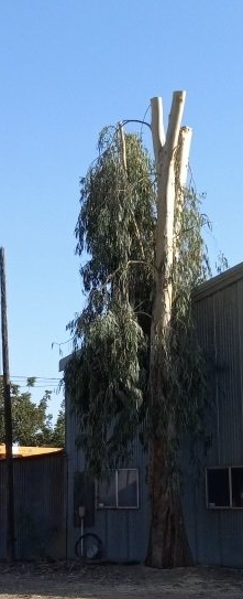 overgrown tall tree - after