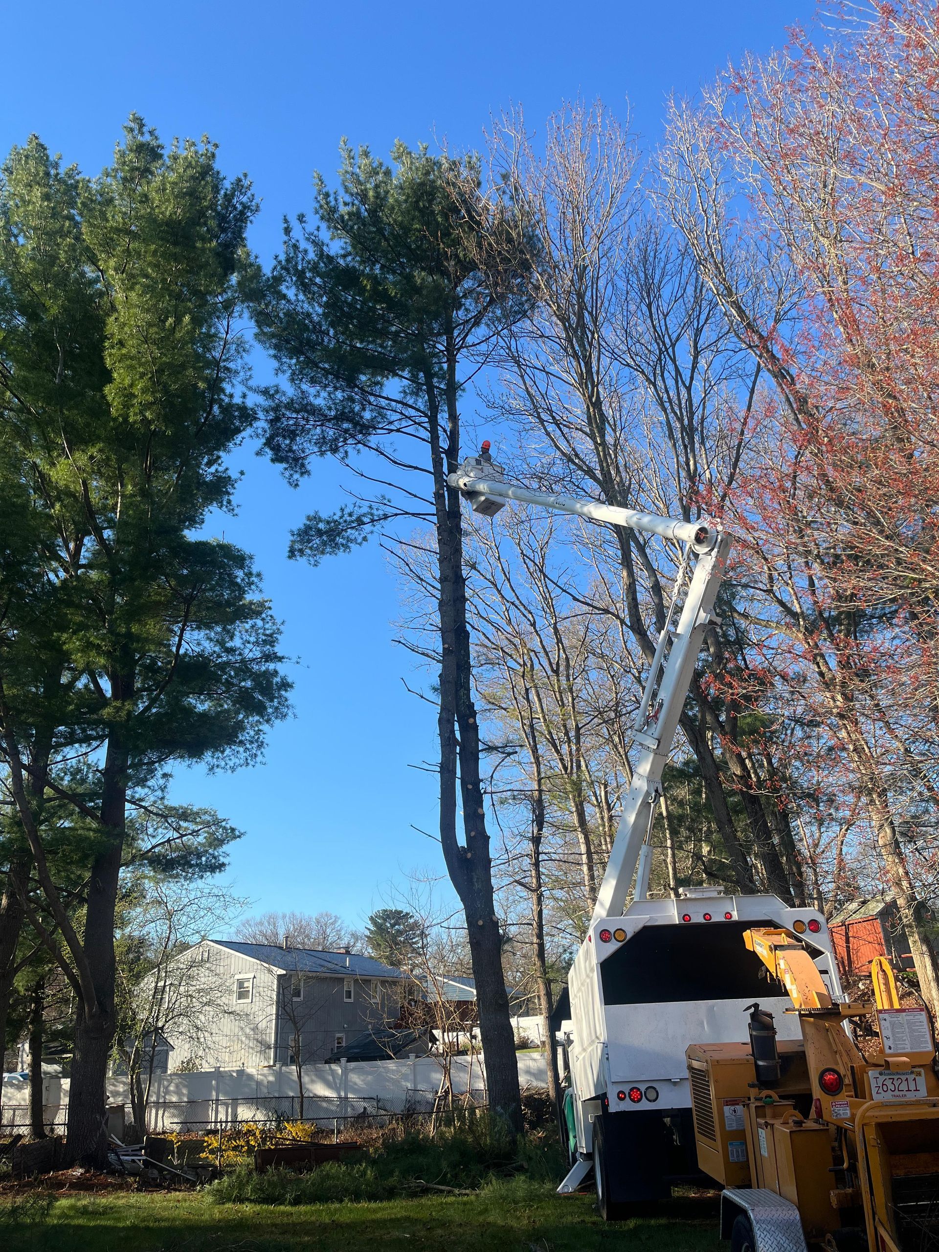 Utility bucket truck trimming tall trees beside a house on a sunny day