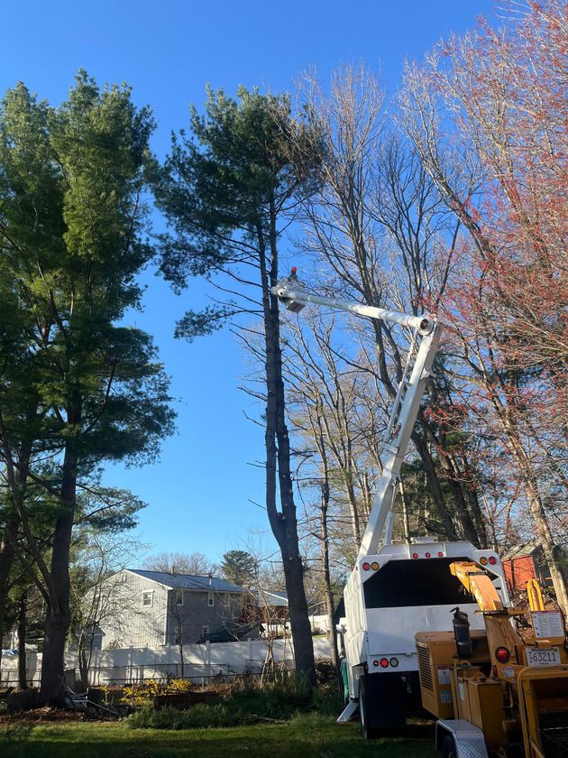 Tree-trimming truck with extended boom beside tall trees on a sunny street