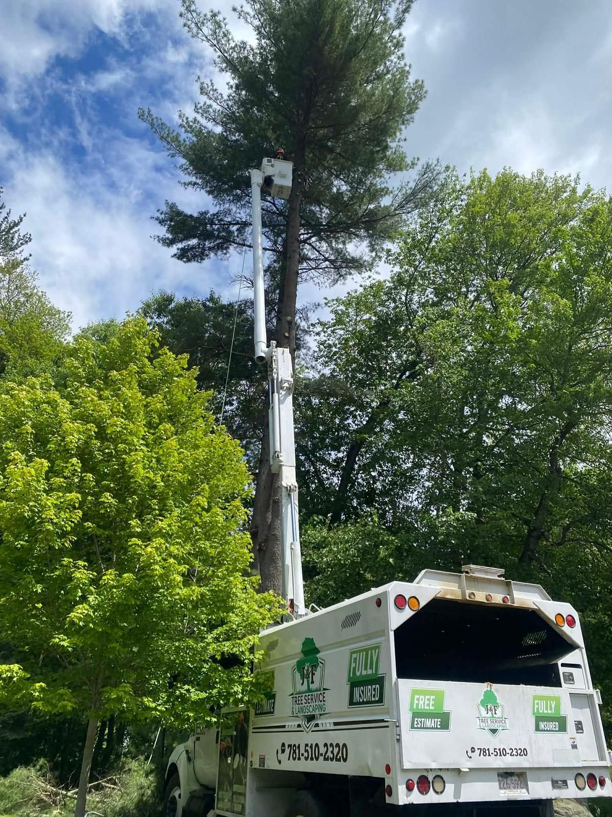 Utility truck trimming a tall tree beside a road, with green foliage and blue sky overhead