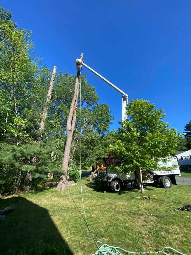 Tree service truck raising a worker in a bucket lift beside tall trees on a sunny hillside