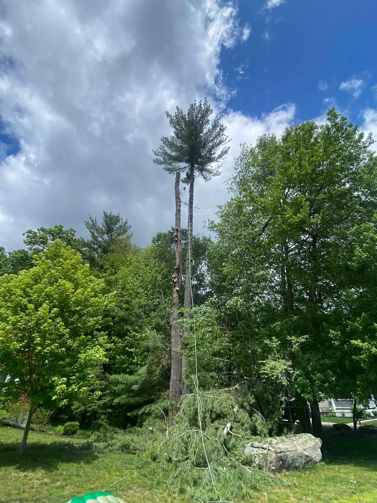 Tall slender tree in a green park under a partly cloudy blue sky, with large rocks in the foreground