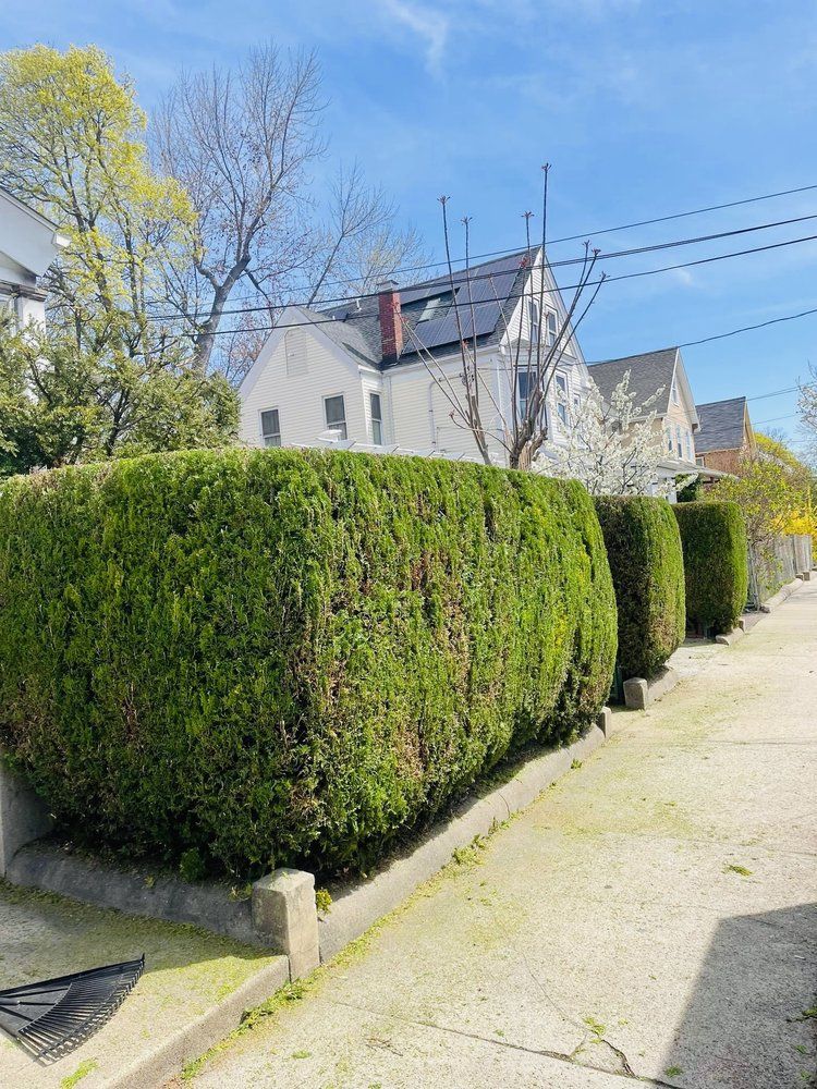 Trimmed hedge along a sunny residential sidewalk beside houses and trees