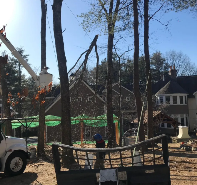 Tree removal scene with worker in bucket truck and cut trees in a suburban yard
