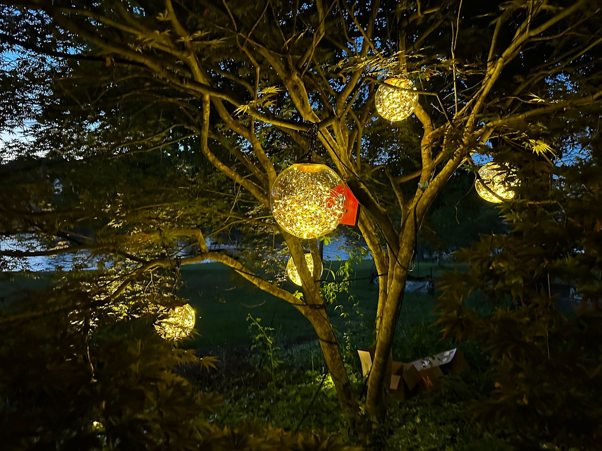 Twinkle bulb lights hanging in Japanese Maple. 